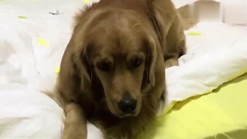 金毛轮胎视频,创新科技引领未来出行