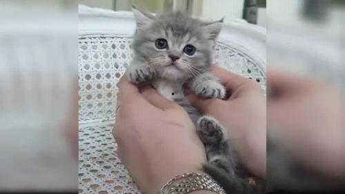 猫咪 视频,视频捕捉下的可爱瞬间回顾