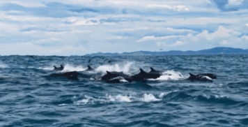 鲸鱼吃人视频,鲸鱼吞噬人类，揭秘海洋中的恐怖真相