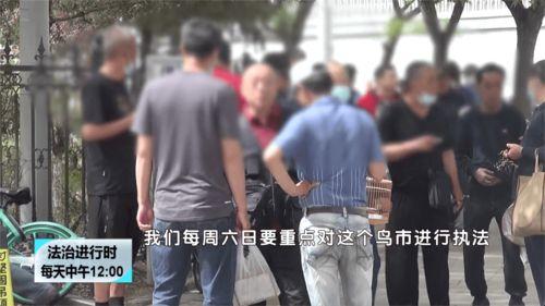 北京鸟市视频,鸟语花香，探寻都市中的自然乐园