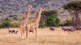 长颈鹿视频大全,奇特的生物世界大揭秘