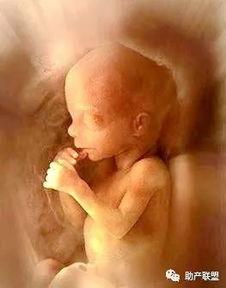 胎儿在肚子里动的视频