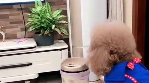 崽胖子的所有视频,趣味生活点滴，笑料横生的日常记录