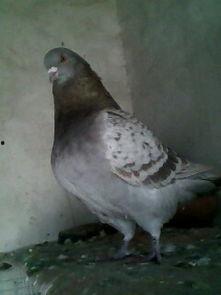 肉食鸽视频,野外生存的精彩瞬间