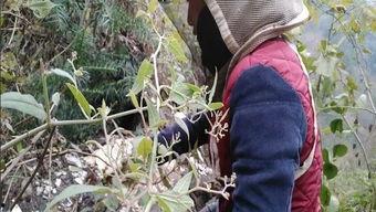 养蜂子视频,跟随养蜂子视频领略甜蜜生活