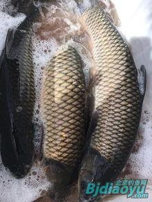 最大草鱼视频,探寻水中霸主的传奇故事